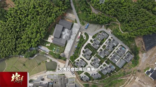 綠色大灣村 紅色旅游與茶香迎客，繪就特色發展新畫卷